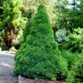 Picea glauca "Conica" - smrek biely